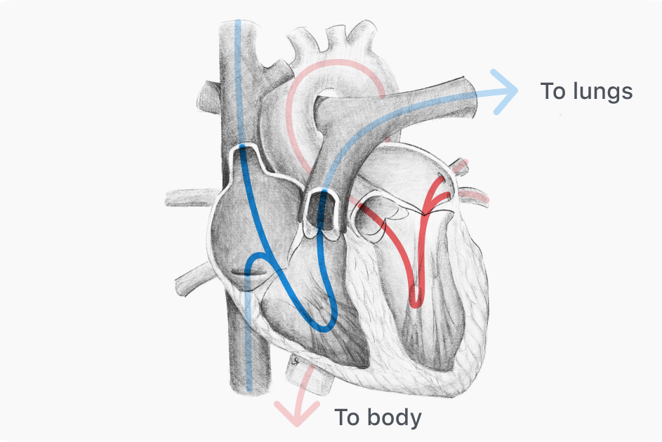 Illustration of blood flow in the heart