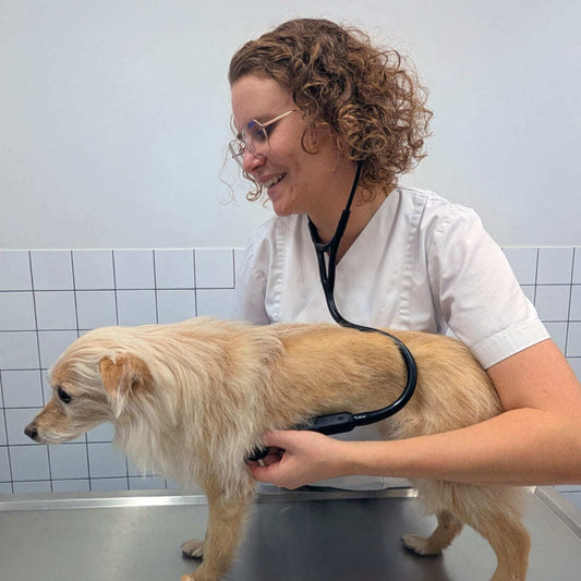 Boehringer Ingelheim and Eko Health Inc. Enter Digital Health Collaboration to Improve Heart Murmur Detection in Dogs