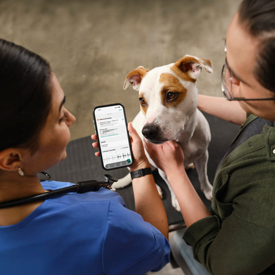 Boehringer Ingelheim and Eko Health Inc. Launch New AI-Based Solution That Detects Heart Murmurs in Dogs