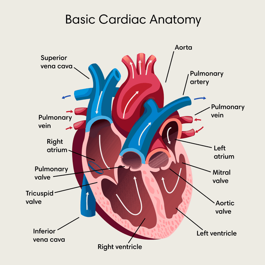 Basic Cardiac Anatomy