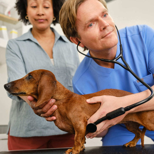 dvm360: AI Tool for Early Detection of Heart Murmurs in Dogs Now Available