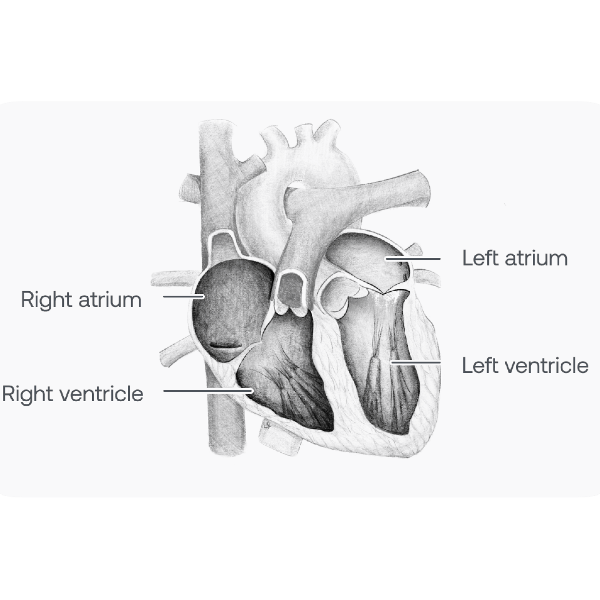 Eko Health | Basic Cardiac Anatomy