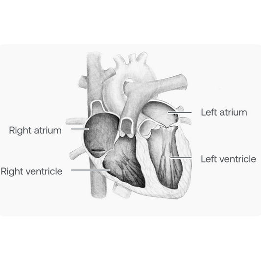 Drawing of heart showing left and right atria, and right and left ventricles