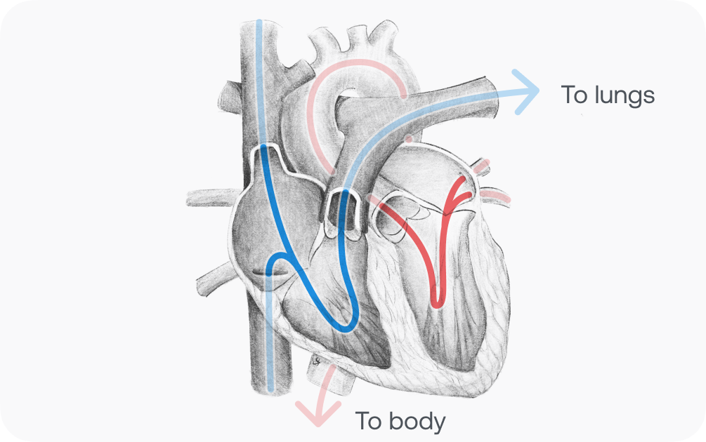 Pencil drawing of the anatomy of the heart and blood flow to and from the lungs and body